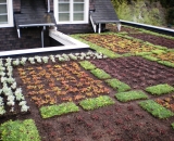 Green-Roof-1