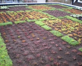 Green-Roof-2