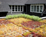 Green-Roof-5