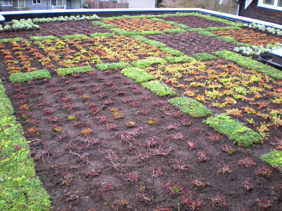 Green-Roof-2
