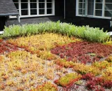 Colorful-sedum-green-roof